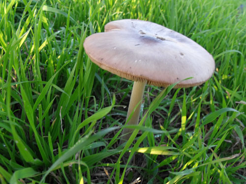 Fungo pollicolo